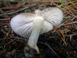 E. lividum – Here are the broad gills with pink spores at the lower edges of some.